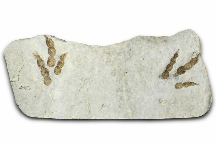 Plate of Dinosaur (Grallator) Tracks - Positive & Negative #366864
